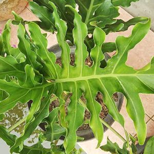 Lacy Tree Philodendron Seeds Philodendron Selloum Easy to Grow Tropical Plant Broadleaf Evergreen GMO Free Containers Garden Indoor Outdoor 15Pcs by YEGAOL Garden