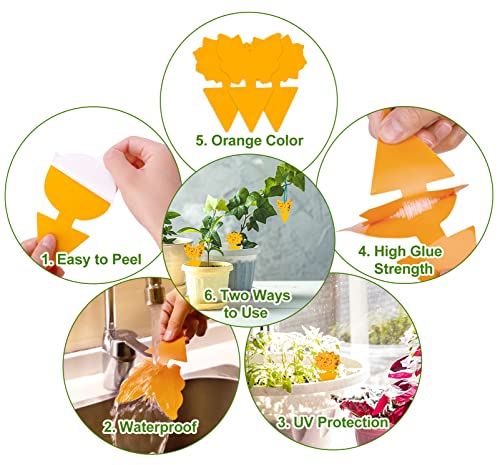 36 Pcs Gnat Sticky Traps for Plants, Fungus Gnat Sticky Trap Fruit Fly Traps for Indoors Orange House Plant Bug Sticky Gnat Killer Indoor, Flying Insect Traps Indoor and Outdoor Gnats Trap
