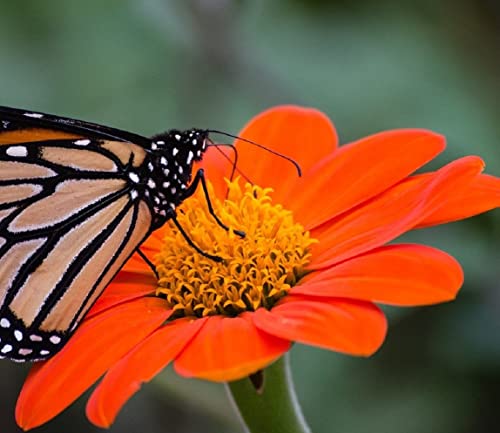 Mexican Sunflower Seeds for Planting | Non-GMO & Heirloom Flower Seeds | 50 Giant Mammoth Sunflower Seeds to Plant Home Outdoor Garden | Buy Planting Packets in Bulk (2 Packs)