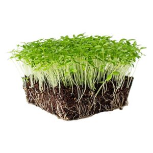 parsley herb garden seeds – dark green italian flat-leaf – 1 oz – non-gmo, heirloom herbal gardening & microgreens seed