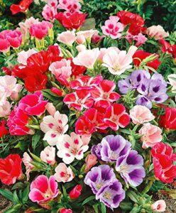 seeds satin flower (godetia) mix large flower indoor garden beautiful flowers annual for planting non gmo