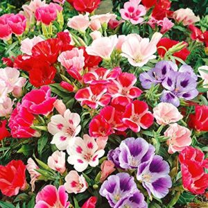 Seeds Satin Flower (Godetia) Mix Large Flower Indoor Garden Beautiful Flowers Annual for Planting Non GMO