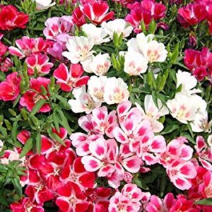 Seeds Satin Flower (Godetia) Mix Large Flower Indoor Garden Beautiful Flowers Annual for Planting Non GMO