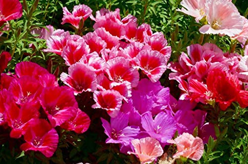 Seeds Satin Flower (Godetia) Mix Large Flower Indoor Garden Beautiful Flowers Annual for Planting Non GMO