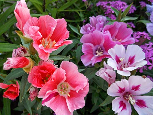 Seeds Satin Flower (Godetia) Mix Large Flower Indoor Garden Beautiful Flowers Annual for Planting Non GMO