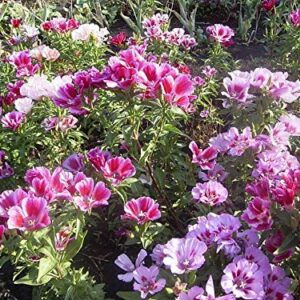 Seeds Satin Flower (Godetia) Mix Large Flower Indoor Garden Beautiful Flowers Annual for Planting Non GMO