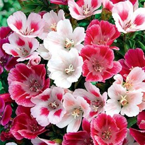 Seeds Satin Flower (Godetia) Mix Large Flower Indoor Garden Beautiful Flowers Annual for Planting Non GMO