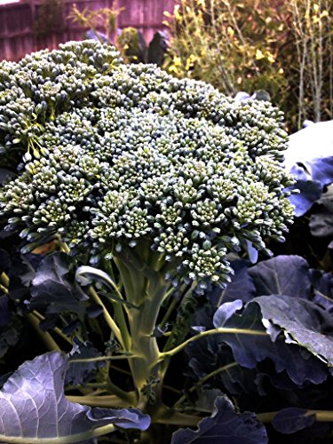 Broccoli Seeds - Di Cicco - Italian Heirloom - Liliana's Garden