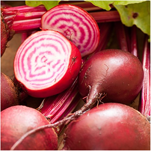 Seed Needs, 2,000+ Chioggia Variety Beet Seeds (Beta vulgaris) Heirloom Vegetable Non-GMO Bulk Beetroot