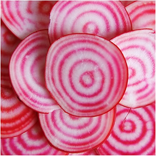 Seed Needs, 2,000+ Chioggia Variety Beet Seeds (Beta vulgaris) Heirloom Vegetable Non-GMO Bulk Beetroot