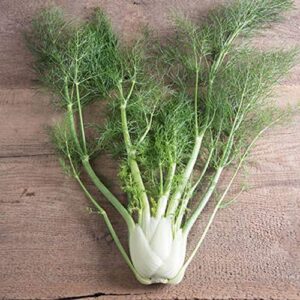 david’s garden seeds fennel fino fba-00058 (green) 50 non-gmo, heirloom seeds
