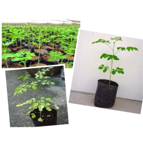 Moringa Rooted Plant Ornaments Perennial Garden Simple to Grow Pots, Moringa Oleifera, 6 Inches in Tall