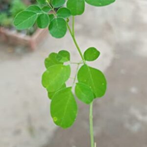 Moringa Rooted Plant Ornaments Perennial Garden Simple to Grow Pots, Moringa Oleifera, 6 Inches in Tall