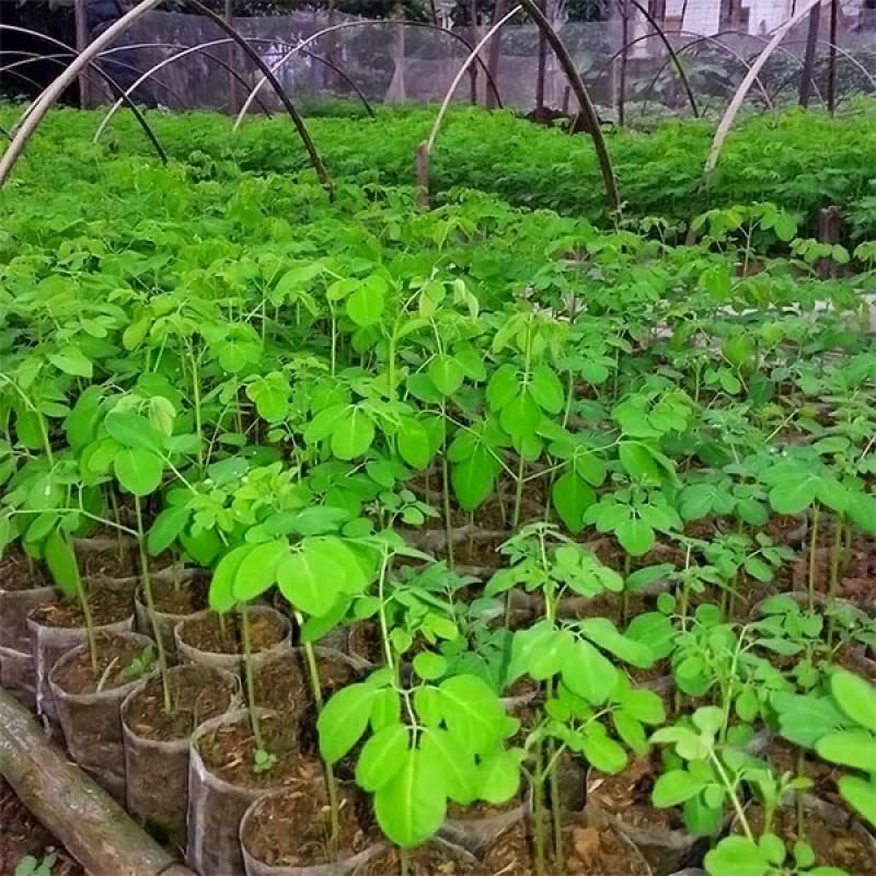 Moringa Rooted Plant Ornaments Perennial Garden Simple to Grow Pots, Moringa Oleifera, 6 Inches in Tall