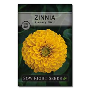 sow right seeds canary bird zinnia seeds – full instructions for planting, beautiful to plant in your flower garden; non-gmo heirloom seeds; wonderful gardening gifts (1)