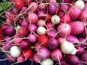 radish easter rainbow mix seeds choose your packet size easy grow heirloom microgreens and sprouting bin286 (250 seeds)