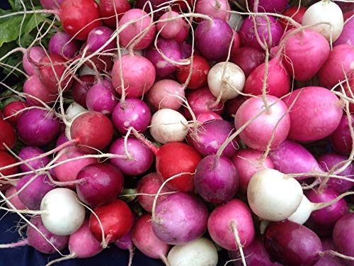 Radish Easter Rainbow Mix Seeds Choose Your Packet Size Easy Grow Heirloom Microgreens and Sprouting bin286 (250 Seeds)