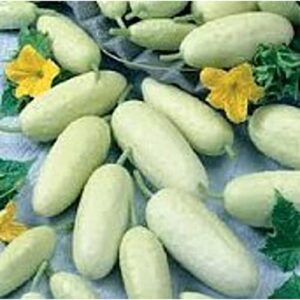 miniature white cucumbers seeds (20+ seeds) | non gmo | vegetable fruit herb flower seeds for planting | home garden greenhouse pack