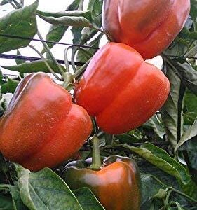 Bell Pepper Seeds for Planting - California Wonder - Heirloom Non-GMO Pepper Seeds for Planting - 100 Seeds - Sweet Pepper Matures from Green to Red by RDR Seeds