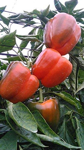 Bell Pepper Seeds for Planting - California Wonder - Heirloom Non-GMO Pepper Seeds for Planting - 100 Seeds - Sweet Pepper Matures from Green to Red by RDR Seeds