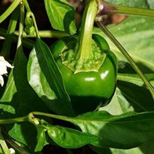 Bell Pepper Seeds for Planting - California Wonder - Heirloom Non-GMO Pepper Seeds for Planting - 100 Seeds - Sweet Pepper Matures from Green to Red by RDR Seeds