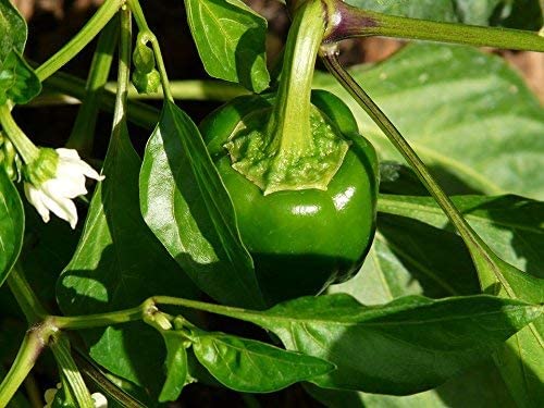 Bell Pepper Seeds for Planting - California Wonder - Heirloom Non-GMO Pepper Seeds for Planting - 100 Seeds - Sweet Pepper Matures from Green to Red by RDR Seeds