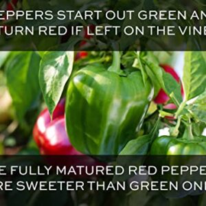 Bell Pepper Seeds for Planting - California Wonder - Heirloom Non-GMO Pepper Seeds for Planting - 100 Seeds - Sweet Pepper Matures from Green to Red by RDR Seeds