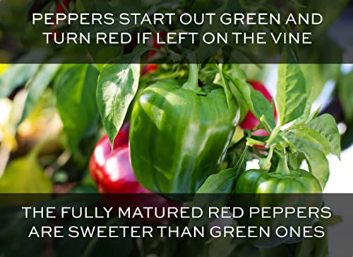 Bell Pepper Seeds for Planting - California Wonder - Heirloom Non-GMO Pepper Seeds for Planting - 100 Seeds - Sweet Pepper Matures from Green to Red by RDR Seeds