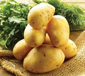 simply seed™ – 3 lb – german butterball potato seed – non gmo – naturally grown – order now for spring planting