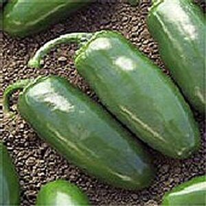 chichimeca hot peppers seeds (25 seed packet) (more heirloom, non gmo, vegetable, fruit, herb, flower garden seeds at seed king express)