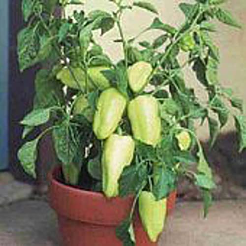 Gypsy Sweet Peppers Seeds (20+ Seeds) | Non GMO | Vegetable Fruit Herb Flower Seeds for Planting | Home Garden Greenhouse Pack