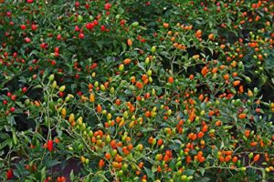 zeoust loife 200 pcs chile pequin pepper seeds for planting – mini tiny chile chili peppers non-gmo seeds to plant home garden (chile pequin pepper)