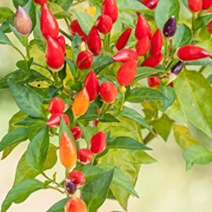 Zeoust Loife 200 Pcs Chile Pequin Pepper Seeds for Planting - Mini Tiny Chile Chili Peppers Non-GMO Seeds to Plant Home Garden (Chile Pequin Pepper)