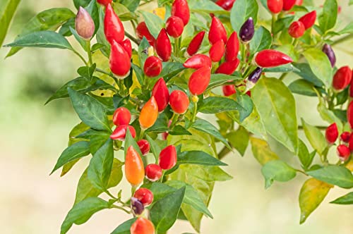 Zeoust Loife 200 Pcs Chile Pequin Pepper Seeds for Planting - Mini Tiny Chile Chili Peppers Non-GMO Seeds to Plant Home Garden (Chile Pequin Pepper)