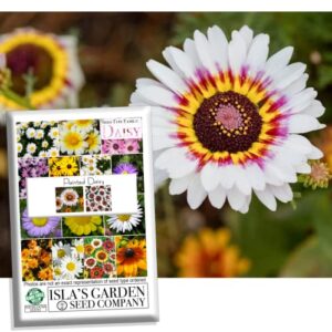 “painted daisy” flower seeds for planting, 500+ flower seeds per packet, (isla’s garden seeds), non gmo & heirloom seeds, scientific name: chrysanthemum carinatum