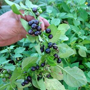 garden huckleberry seeds (solanum melanocerasum) packet of 30 seeds