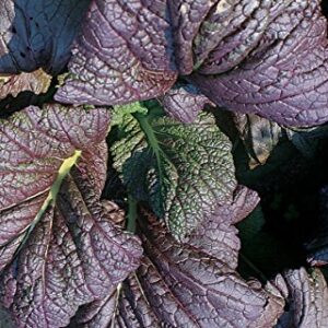 Burpee Giant Red Organic Mustard Seeds 1000 seeds