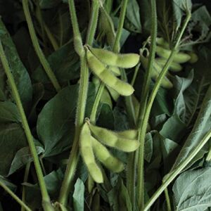 david’s garden seeds bean soy karikachi fba-00038 (green) 50 non-gmo, heirloom seeds