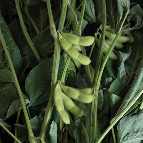 David's Garden Seeds Bean Soy Karikachi FBA-00038 (Green) 50 Non-GMO, Heirloom Seeds