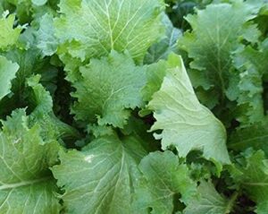 david’s garden seeds mustard greens green wave 3498 (green) 200 non-gmo, heirloom seeds