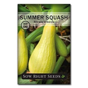 Sow Right Seeds - Squash Seed Collection for Planting - Individual Packets Straightneck Summer, Yellow Scallop, Round Zucchini, Waltham Butternut and Spaghetti Squash, Non-GMO Heirloom Seeds