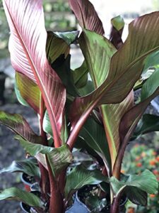 red abyssinian banana tree – 10 live starter plants – ensete maurelii – fruit tree for the patio and garden
