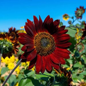sunflower seeds for planting, 50 pack of seeds, heirloom & non-gmo, rare sunflower seeds in your home garden