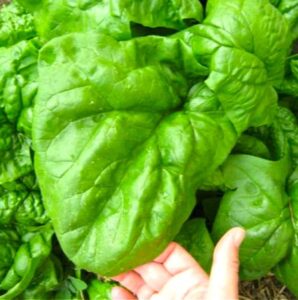 giant spinach herb garden seeds for planting about 100 seeds