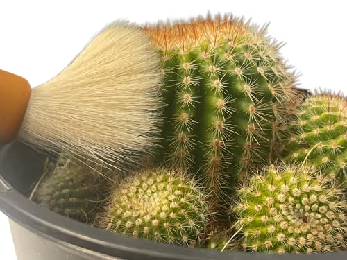 Southside Plants Cactus Cleaning Brushes Pack - Soft Goat Hair Bristles with Wooden Handle Brushes for Indoor Cactus & Succulent Plants Dusting- Gardening Cleaning Tools (7", 3.2") Sizes Pack