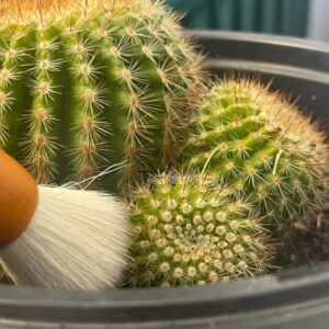 Southside Plants Cactus Cleaning Brushes Pack - Soft Goat Hair Bristles with Wooden Handle Brushes for Indoor Cactus & Succulent Plants Dusting- Gardening Cleaning Tools (7", 3.2") Sizes Pack