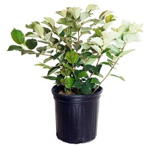 fothergilla major ‘mt. airy’ (fothergilla) shrub, white flowers, #2 – size container