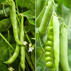 dichmag 80+ stringless green pod bush bean seeds and snowbird pea seeds – individual pack bean seeds for planting backyard or garden, medium