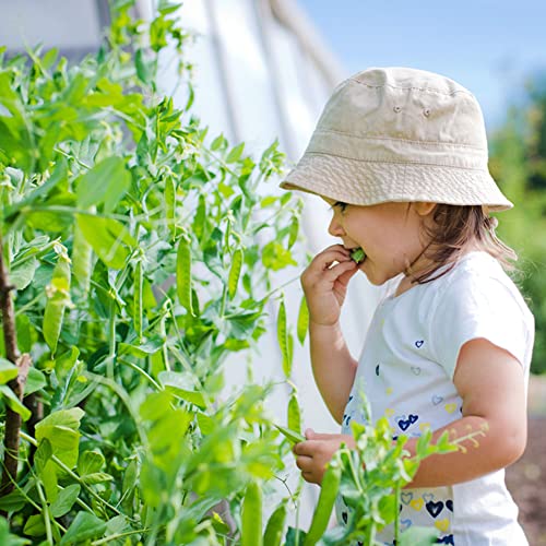 Dichmag 80+ Stringless Green Pod Bush Bean Seeds and Snowbird Pea Seeds - Individual Pack Bean Seeds for Planting Backyard or Garden, Medium