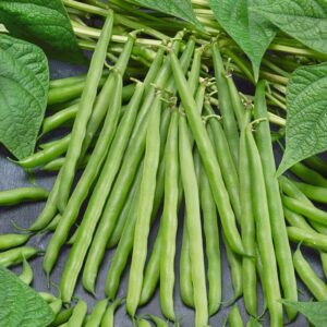 Dichmag 80+ Stringless Green Pod Bush Bean Seeds and Snowbird Pea Seeds - Individual Pack Bean Seeds for Planting Backyard or Garden, Medium